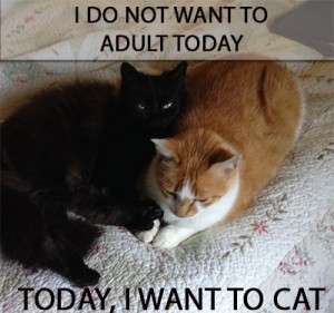 today-i-want-to-cat
