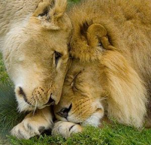 Lion-love