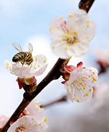 Bee on apple blossom