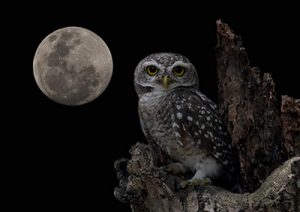 Owl and full moon