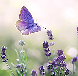 Blossoming Lavender flowers and flying butterfly in summer morning background . Purple growing Lavender with natural bokeh lights from morning dew on the grass