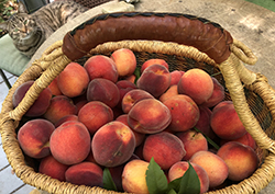 a basket of ripe peaches
