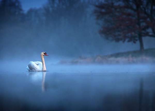 Mute swan (Cygnus olor) gliding across a mist covered lake at dawn. Amazing morning scene, misty morning, beautiful majestic swan on the lake in morning mist, 